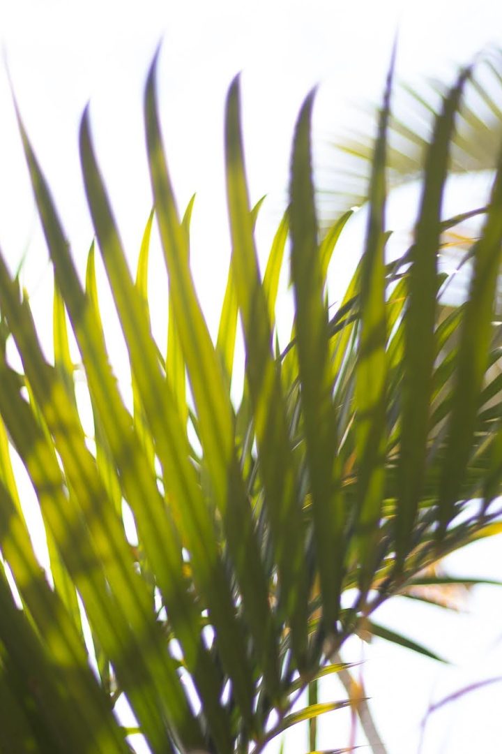 Cópia de Cópia de IMG_7338